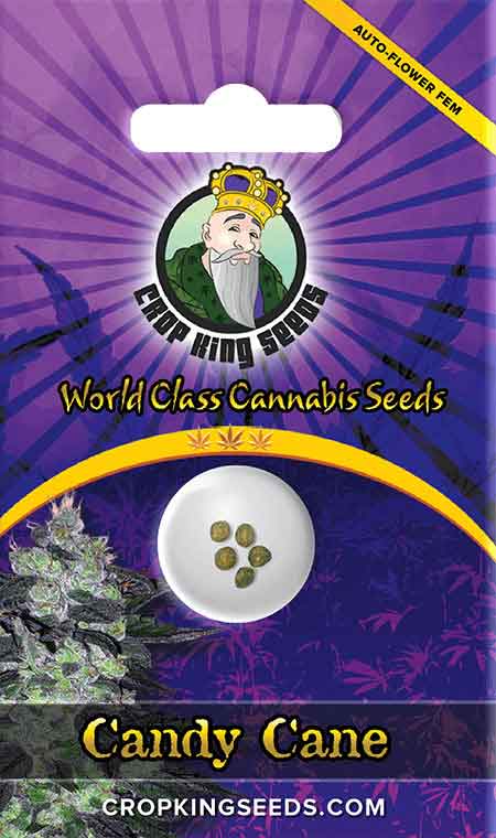 Candy Cane Autoflowering Marijuana Seeds