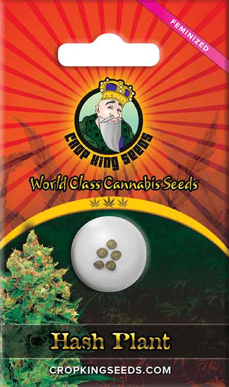 Hash Plant Feminized Marijuana Seeds