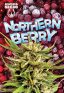 Northern Berry Autoflowering Marijuana Seeds