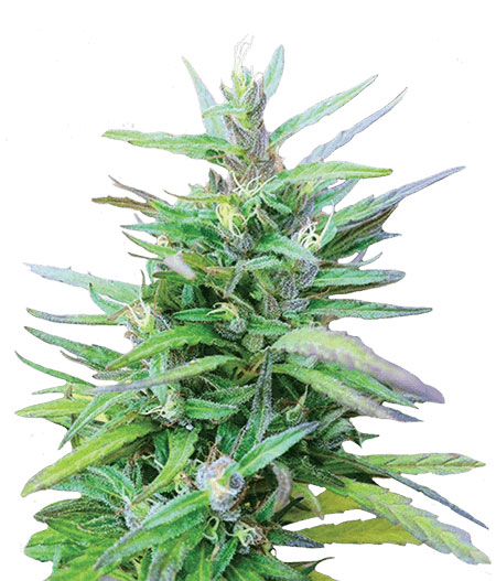 Sativa Star Feminized Marijuana Seeds
