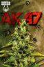 AK 47 Feminized Marijuana Seeds