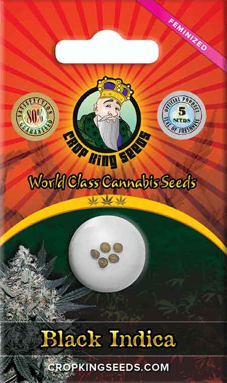 Black Indica Feminized Marijuana Seeds﻿