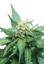 Cali Kush CBD  Cannabis Strain