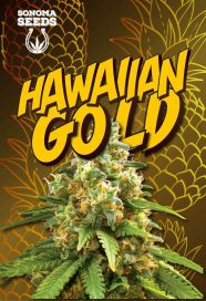 Hawaiian Gold Autoflowering Marijuana Seeds