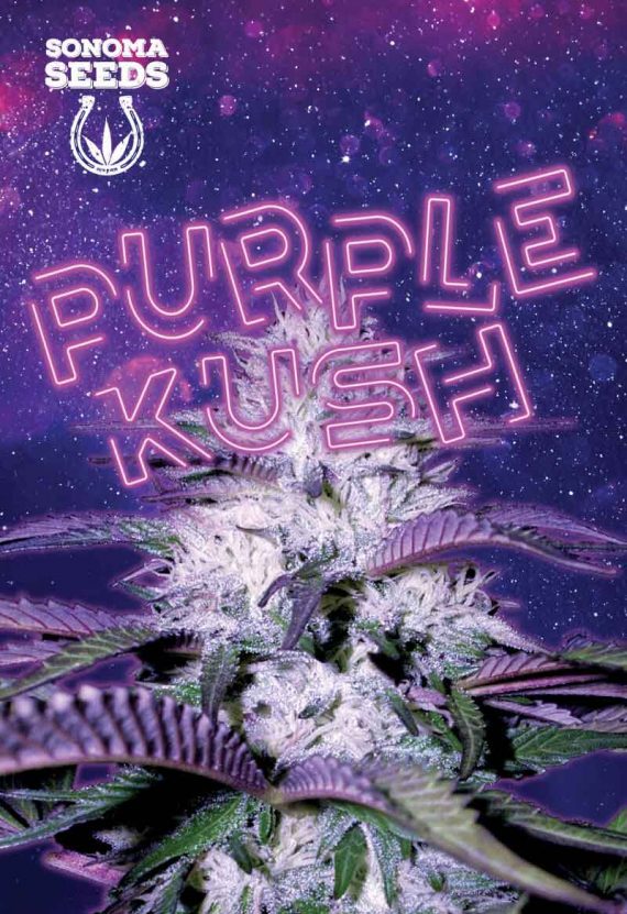 Purple Kush Autoflower Seeds