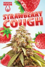 Strawberry Cough Autoflowering Seeds