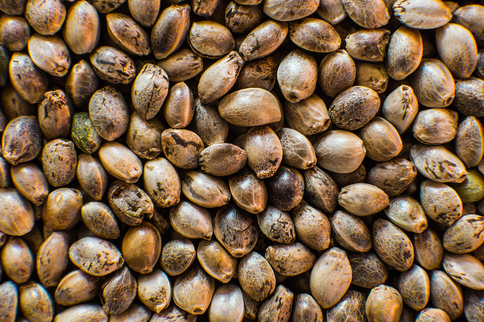 5 Good Reasons Why Buying Marijuana Seeds in Bulk is a Good Idea