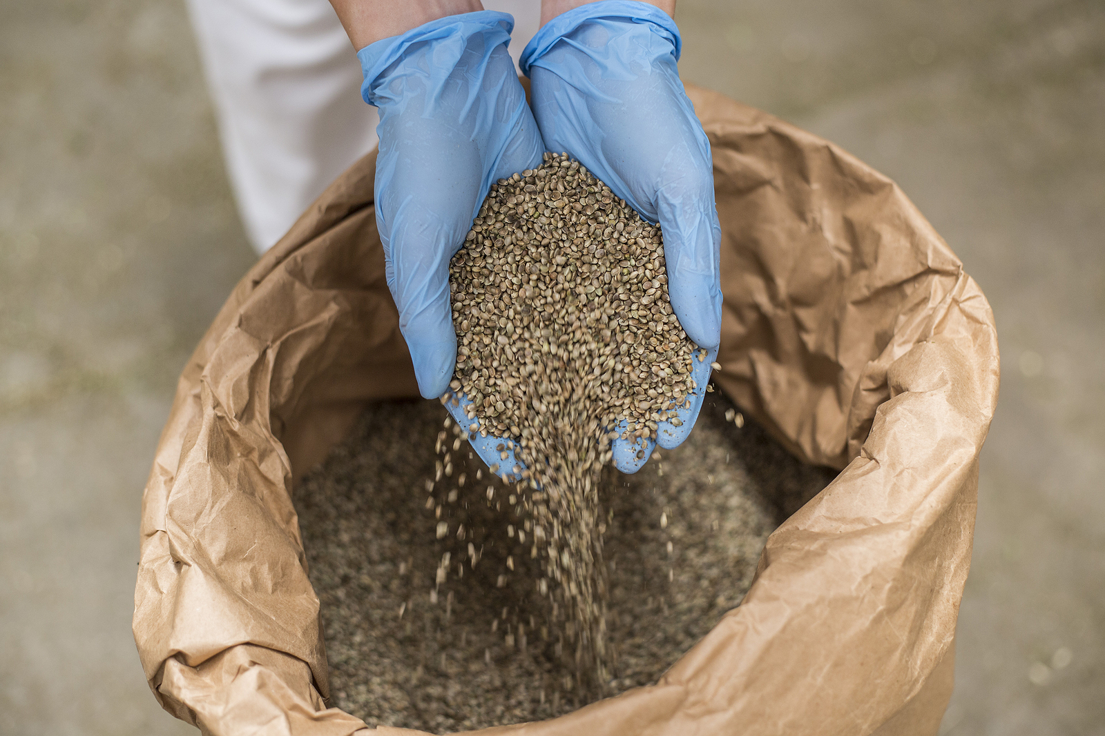 Cannabis Seeds Wholesale vs Retail: Understanding Their Pricing Difference