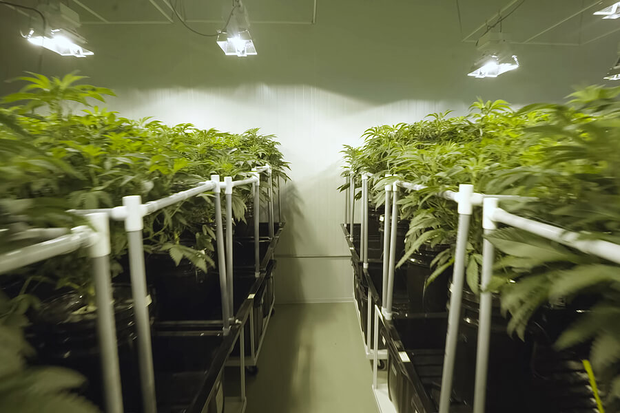 Definitive Guide to Starting Your Commercial Marijuana Grow Operation