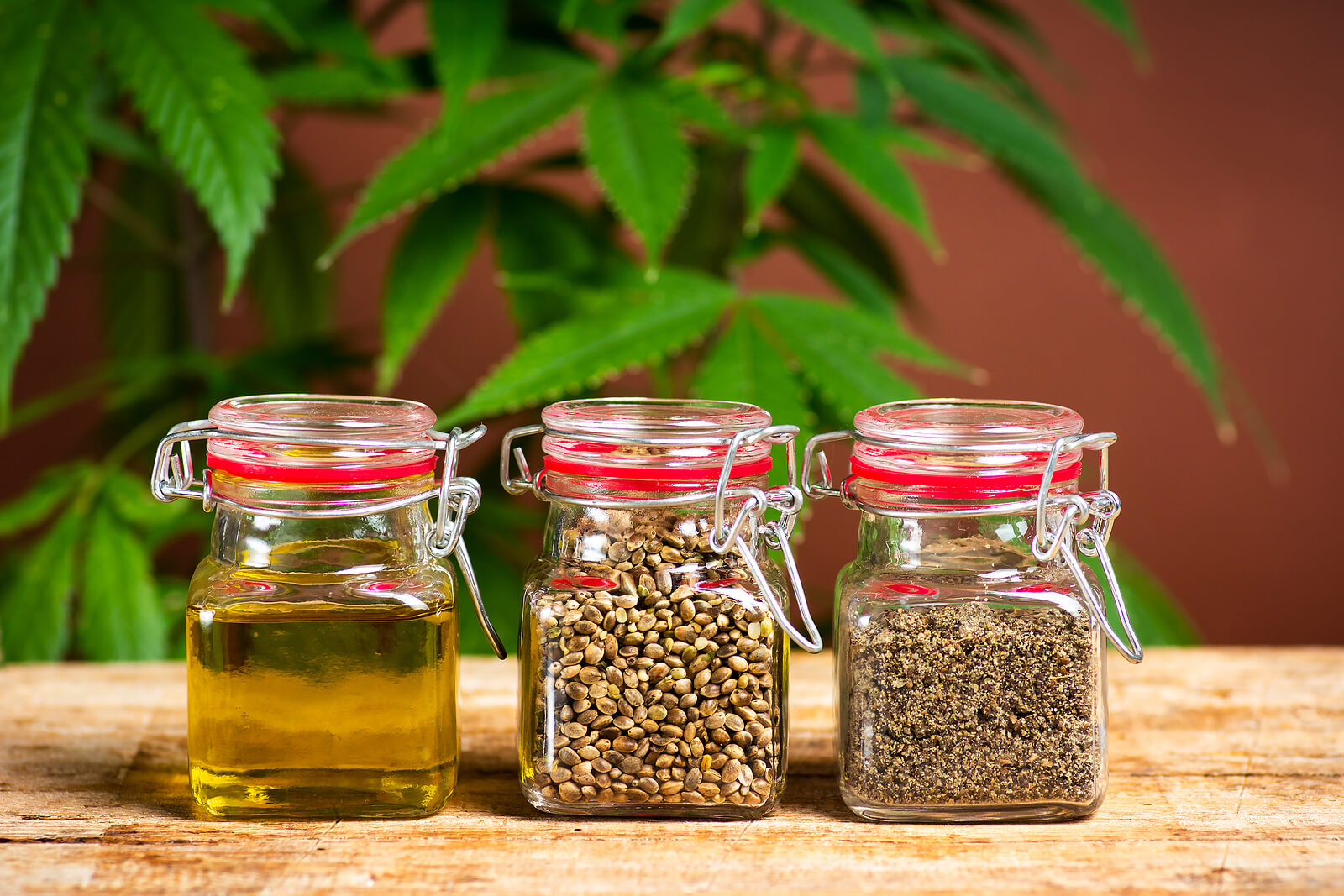How to Start a Cannabis Seed Bank on Your Own