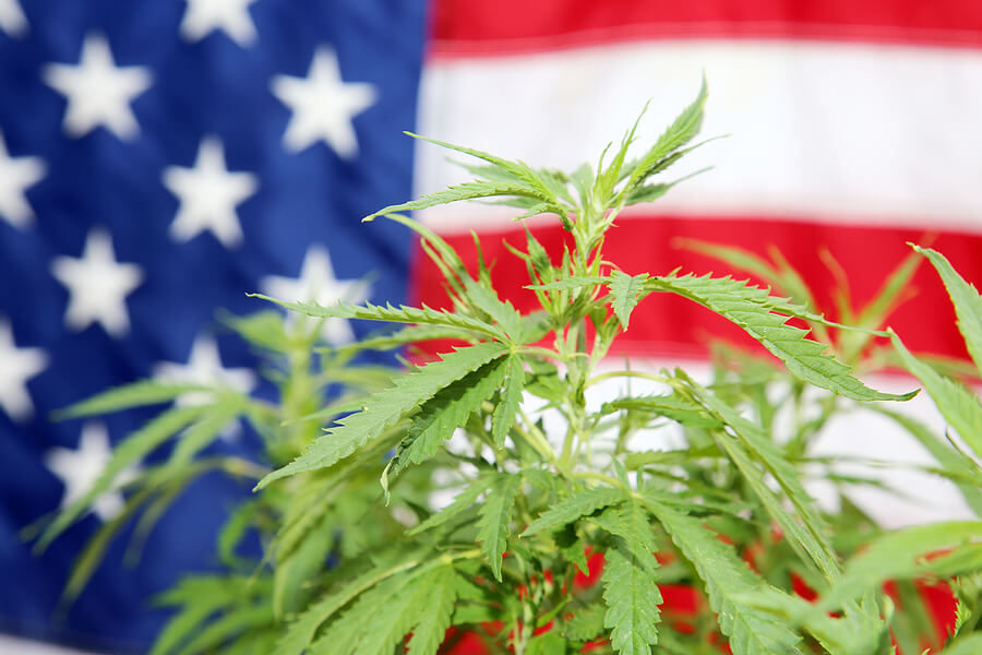 How to Start a Marijuana Business in the USA