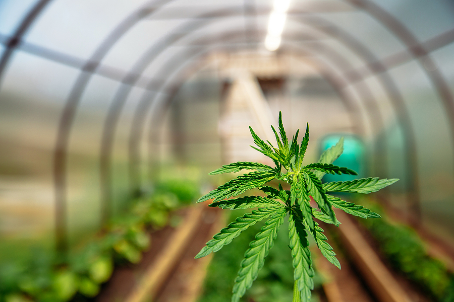 Indoor Cannabis Cultivation Business Setup: How Much Does it Cost?