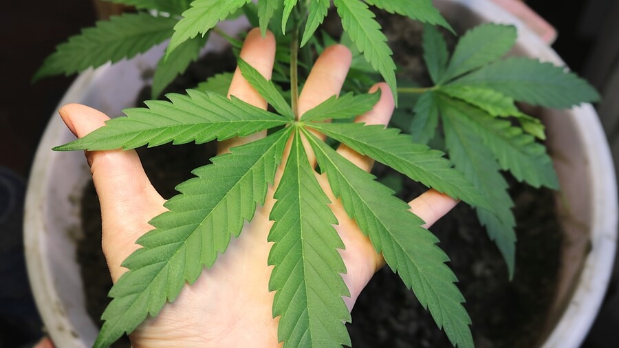 Top 10 Marijuana Strains for Indoor Growing
