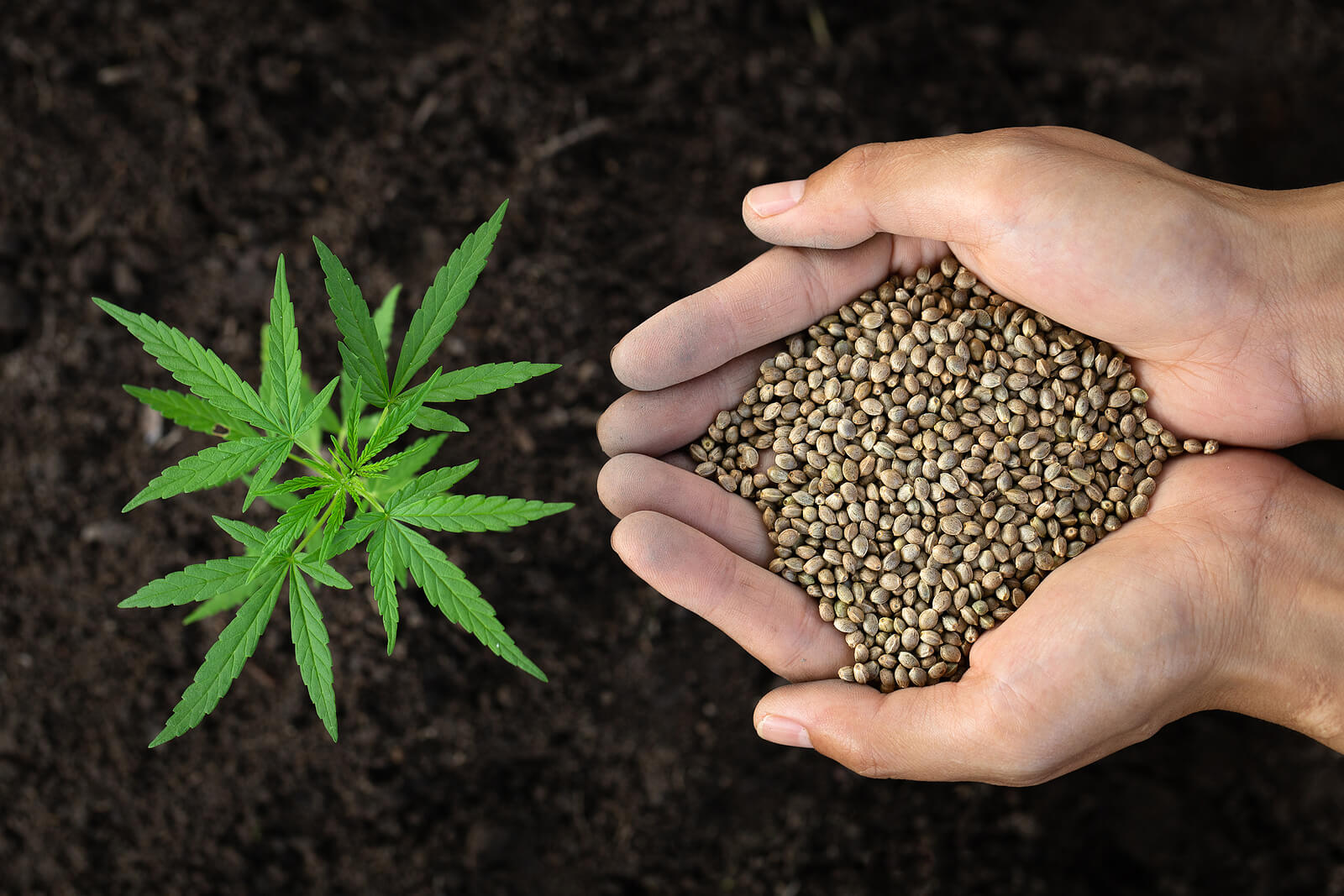 Top 8 Marijuana Strains that you Can Grow Anywhere