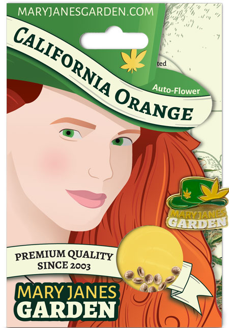 California Orange Autoflowering Marijuana Seeds