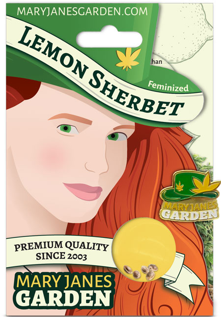 Lemon Sherbet Feminized Marijuana Seeds