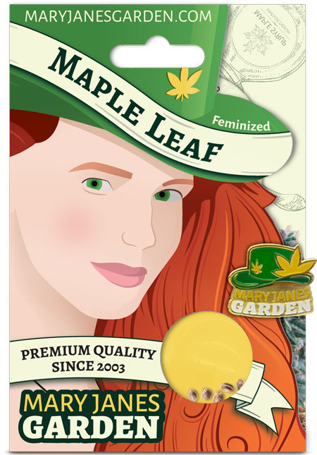 Maple Leaf Feminized Marijuana Seeds