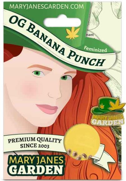 OG Banana Punch Feminized Marijuana Seeds