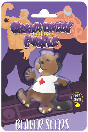 Grand Daddy Purple Autoflower Marijuana Seeds