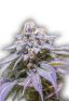 Blackberry Autoflower Marijuana Seeds