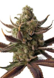 Cali Kush Feminized Marijuana Seeds