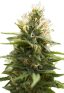 Candy Jack Feminized Marijuana Seeds