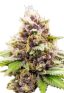 Grand Daddy Purple Autoflower Marijuana Seeds