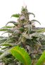 Maui Wowie Autoflowering Marijuana Seeds