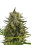 Strawberry Diesel Feminized Marijuana Seeds