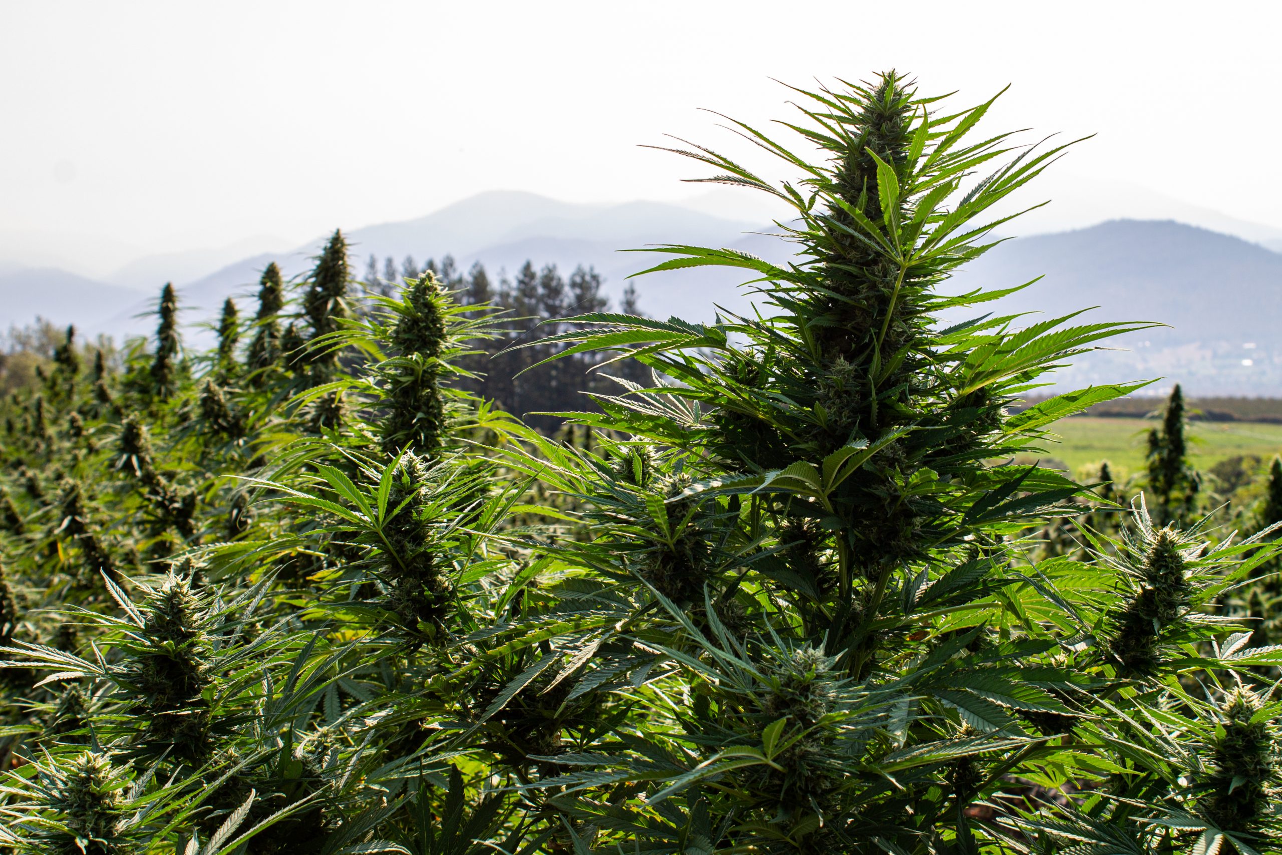 How To Grow Marijuana Outdoors: A Step-By-Step Guide