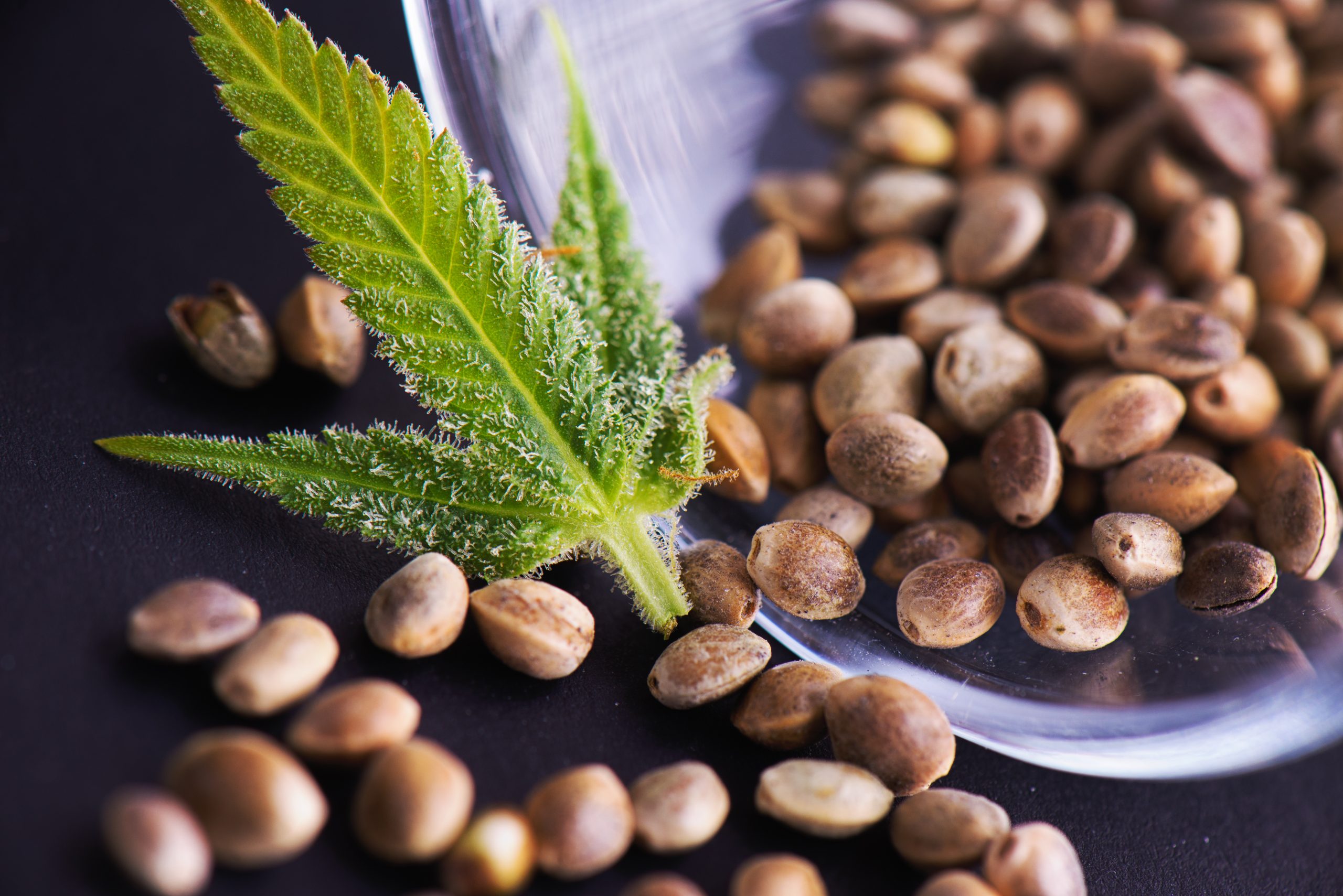 Selling Seeds In Stores: How the Legality of Seeds Has Changed With New DEA Ruling