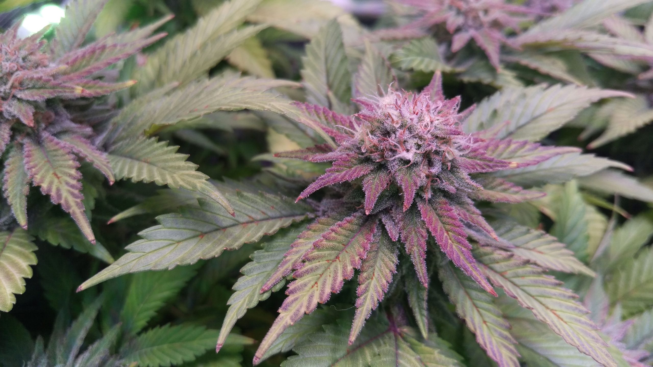 How To Get Your Cannabis Plant to turn Purple!
