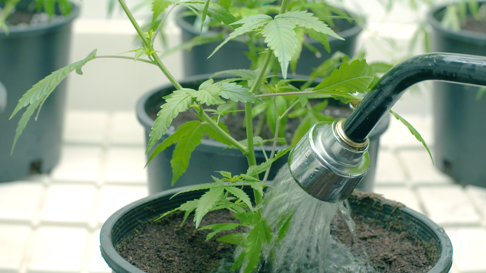 Best Water for Maximum Growth for Your Plant