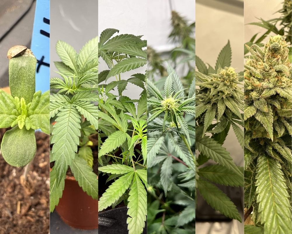 How to Grow Autoflower Cannabis Seeds: <br>Week by Week Tips!<br\>