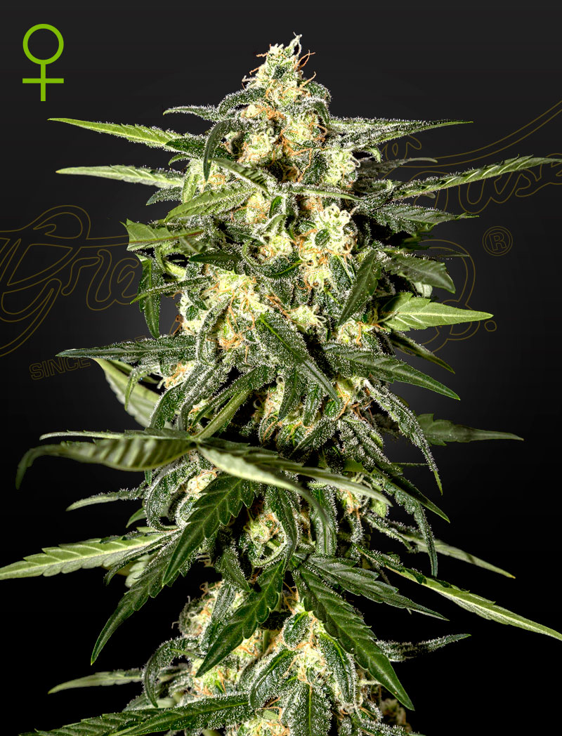 Jack Herer Strain Autoflower Marijuana Seeds