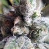 Tangie Cookies Strain Feminized Marijuana Seeds