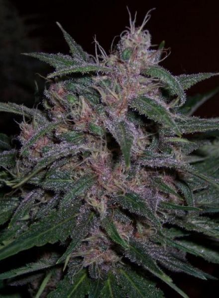 Original Blueberry Strain Feminized Marijuana Seeds