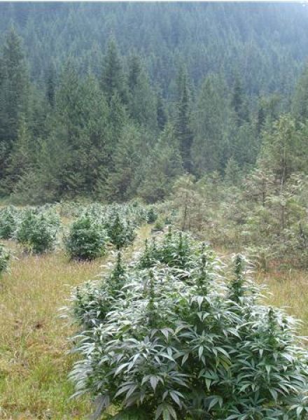 BC Pinewarp Strain Feminized Marijuana Seeds