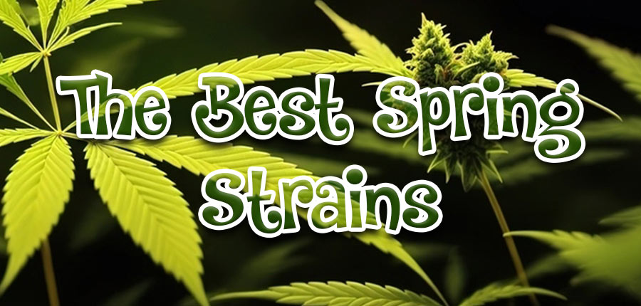 New Beginnings: Discover the Best Spring Strains