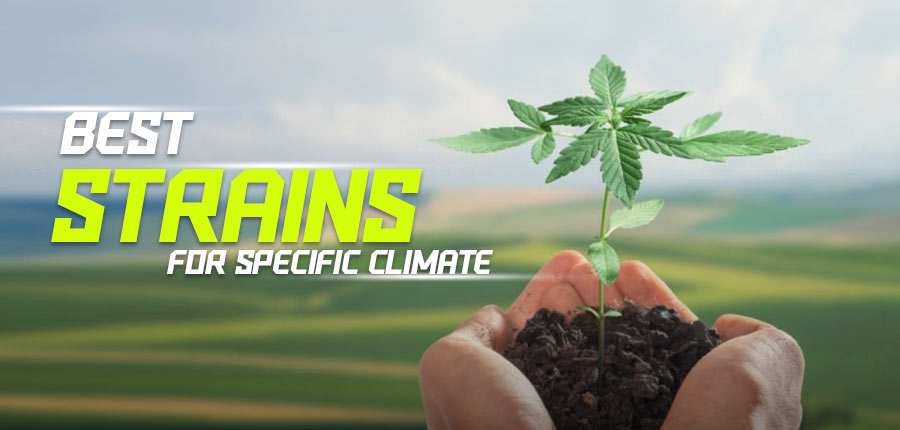 Weathering the Elements: Top Cannabis Strains for Specific Climate