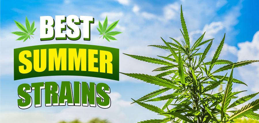 Sun, Sand, and Strains: The Best Summer Strains
