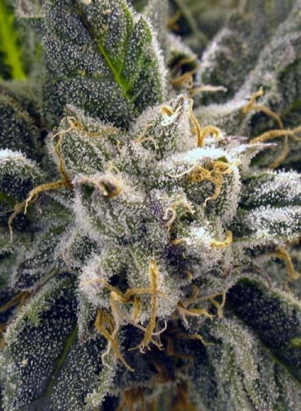 BC God Bud Strain Feminized Marijuana Seeds