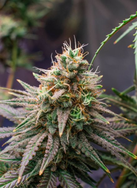 Grape Ape Strain Feminized Marijuana Seeds