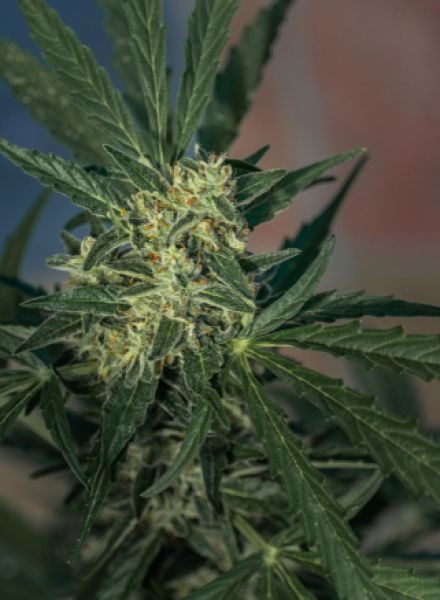 Jack Herer Strain Feminized Marijuana Seeds