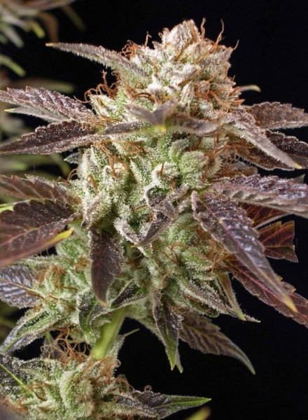 BC Kush Strain Feminized Marijuana Seeds