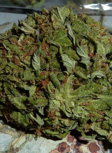BC Pinewarp Strain Feminized Marijuana Seeds