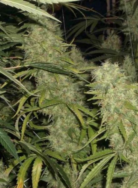 Skunk X Northern Lights Strain Feminized Marijuana Seeds