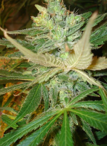 Strawberry Cough Strain Feminized Marijuana Seeds