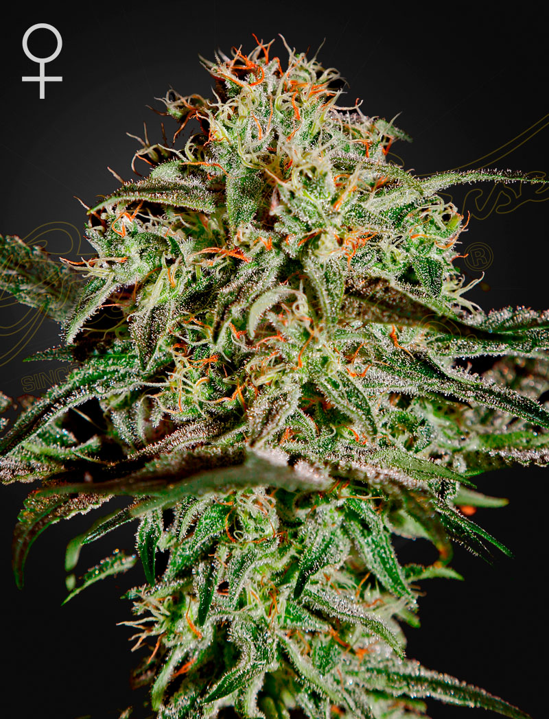 A.M.S. Strain Hybrid Marijuana Seeds
