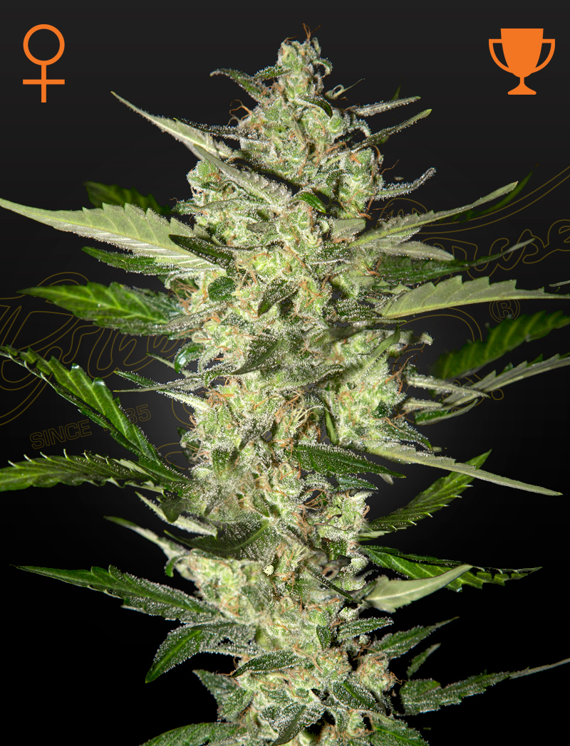 Flowerbomb Kush Indica Marijuana Seeds